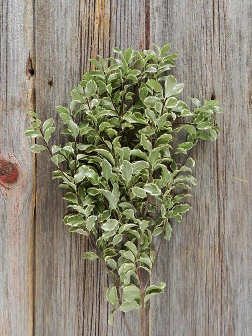 ITALIAN PITTOSPORUM  VARIGATED GREENS